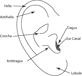 Image result for parts of outer ear