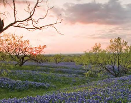 field of bluebonnets