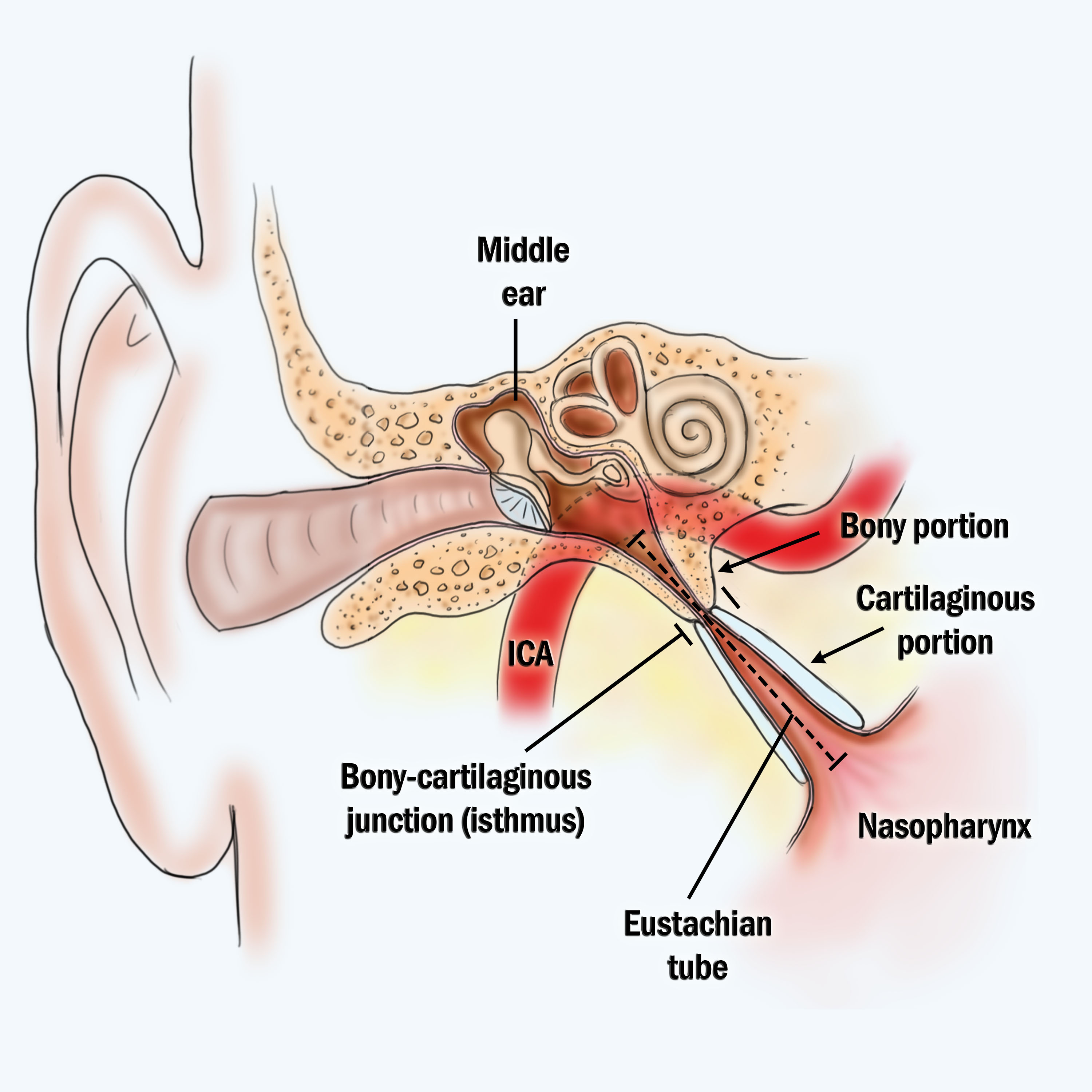 Eustachian Tube Dysfunction McGovern Medical School   ET Anatomy 3 