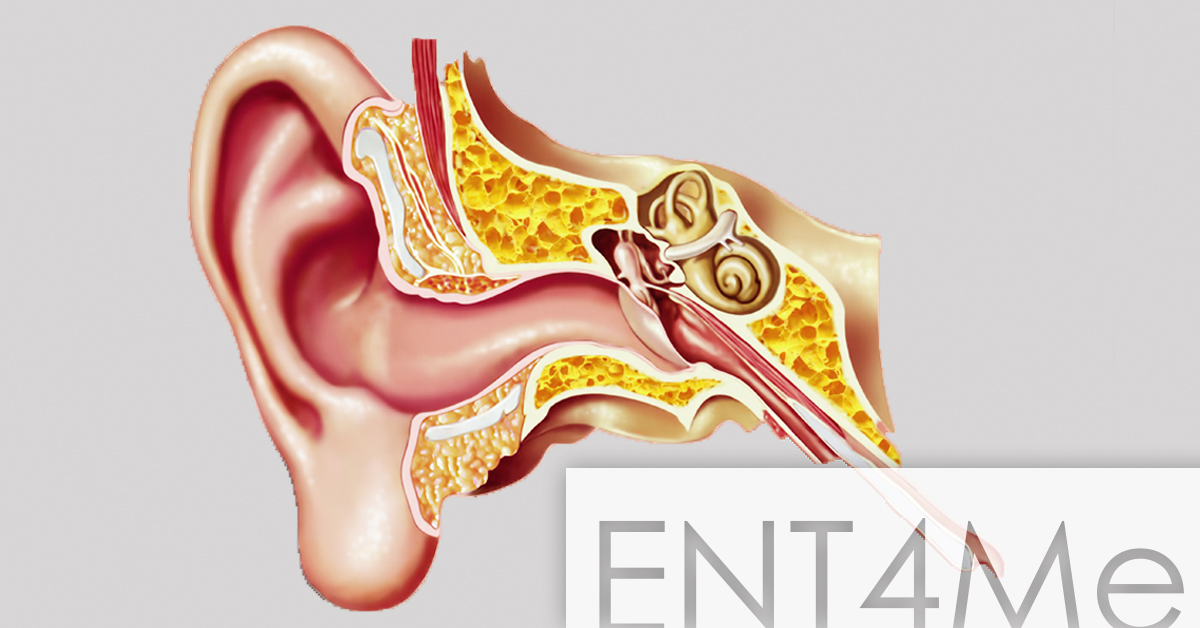 Eustachian Tubes Time to Pop McGovern Medical School