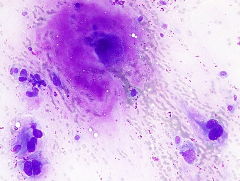 image of cells