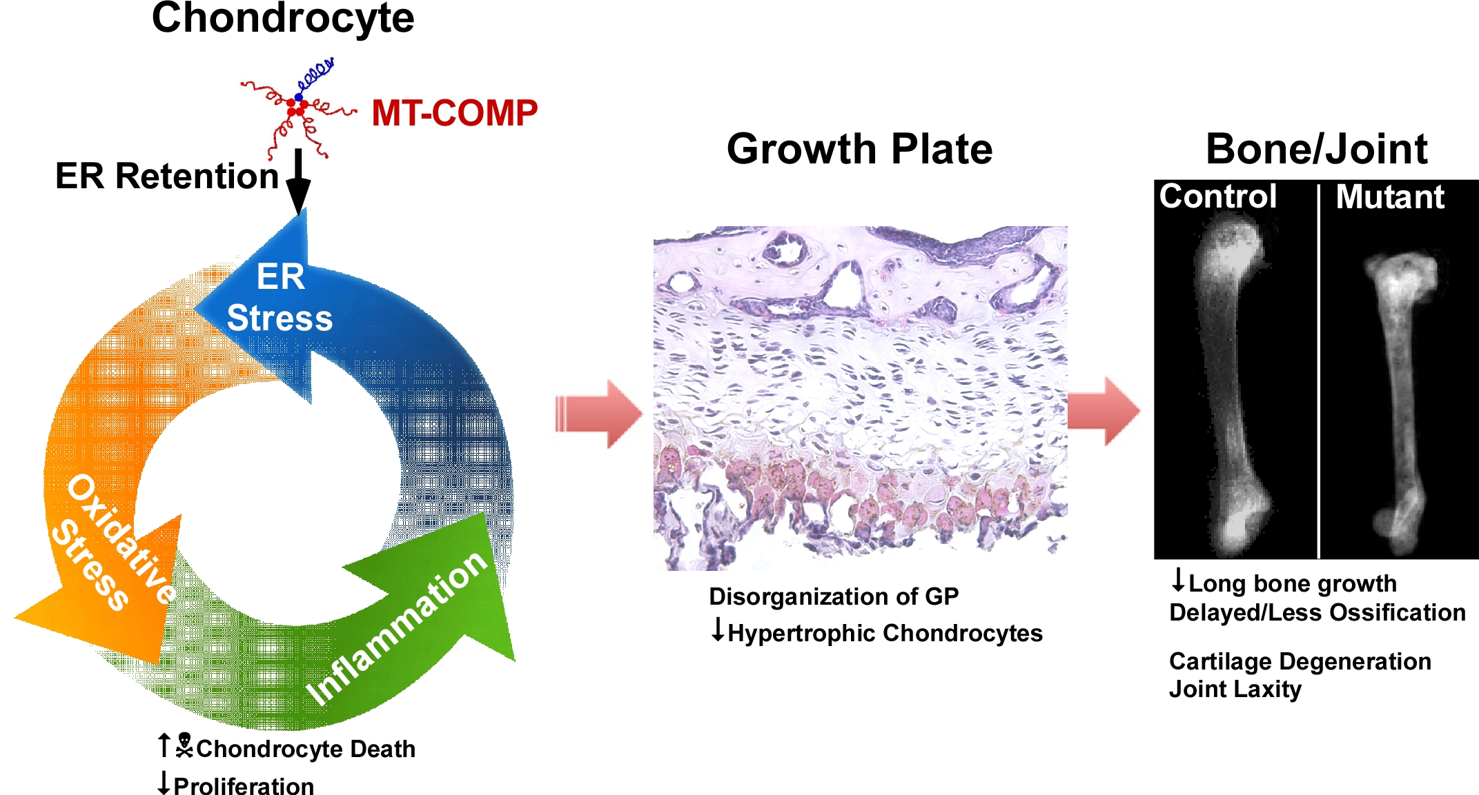 Posey Lab McGovern Medical School