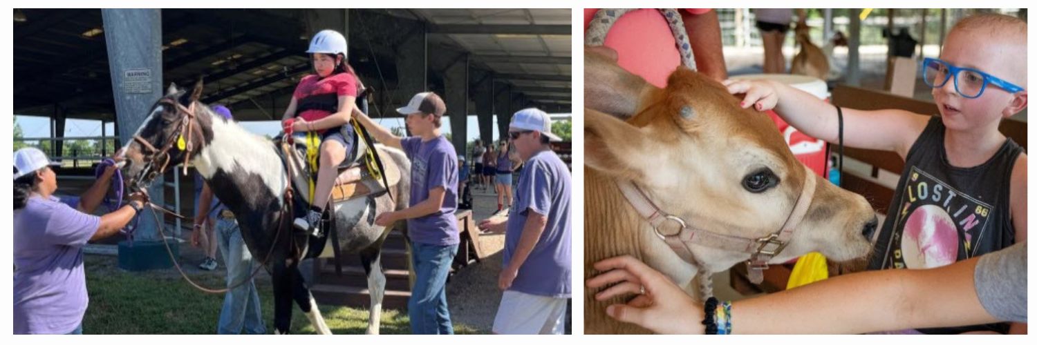 Camper on horseback and camper petting a cow