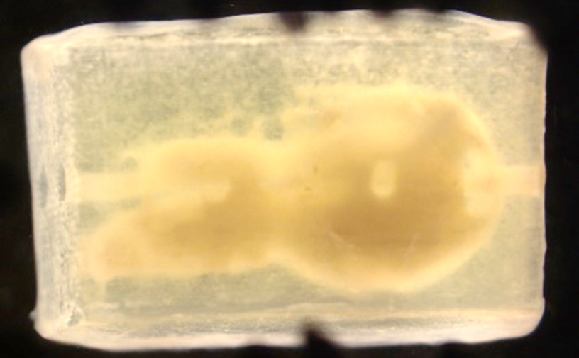 Bioprinted item under microscope