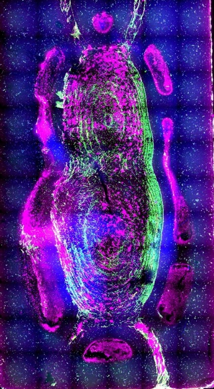 Microscopic image