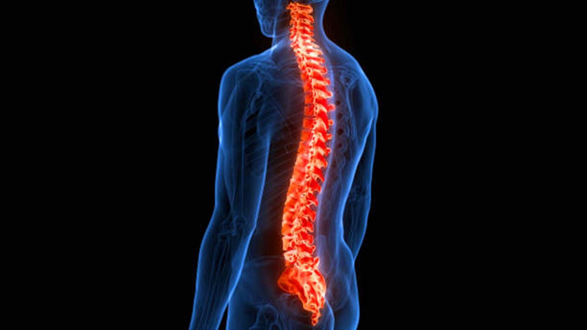 graphic of spinal column