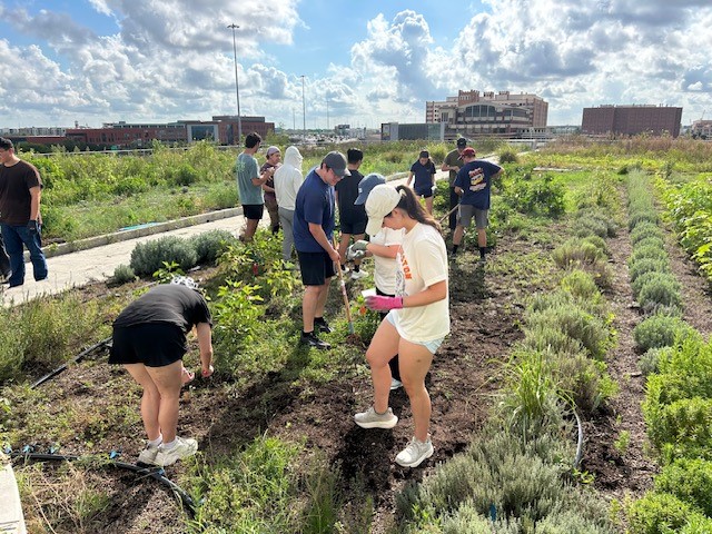 students in garden field helping out at the Blackwood Educational Land Institute as a part of service-learning program, PLUS.