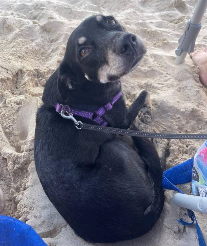 Dog