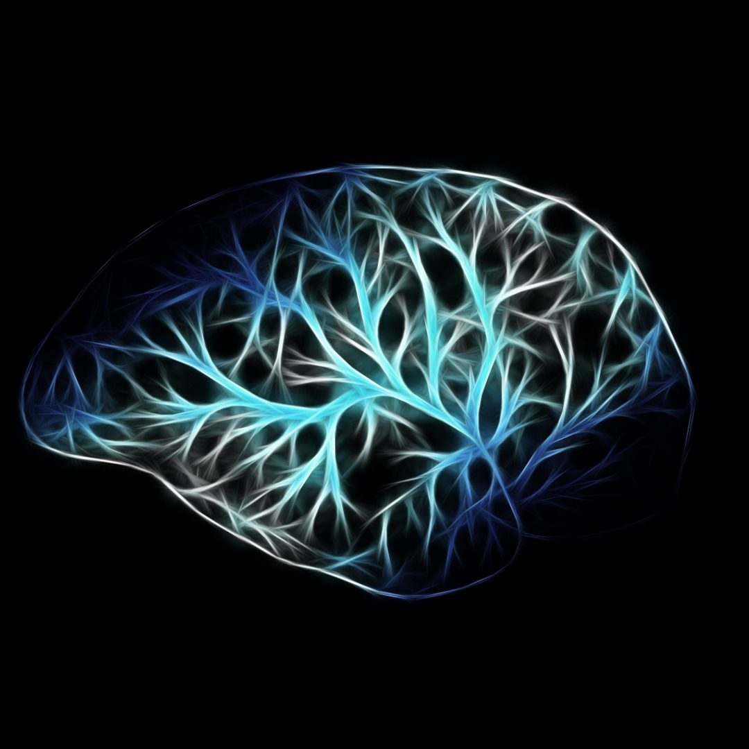 image of brain