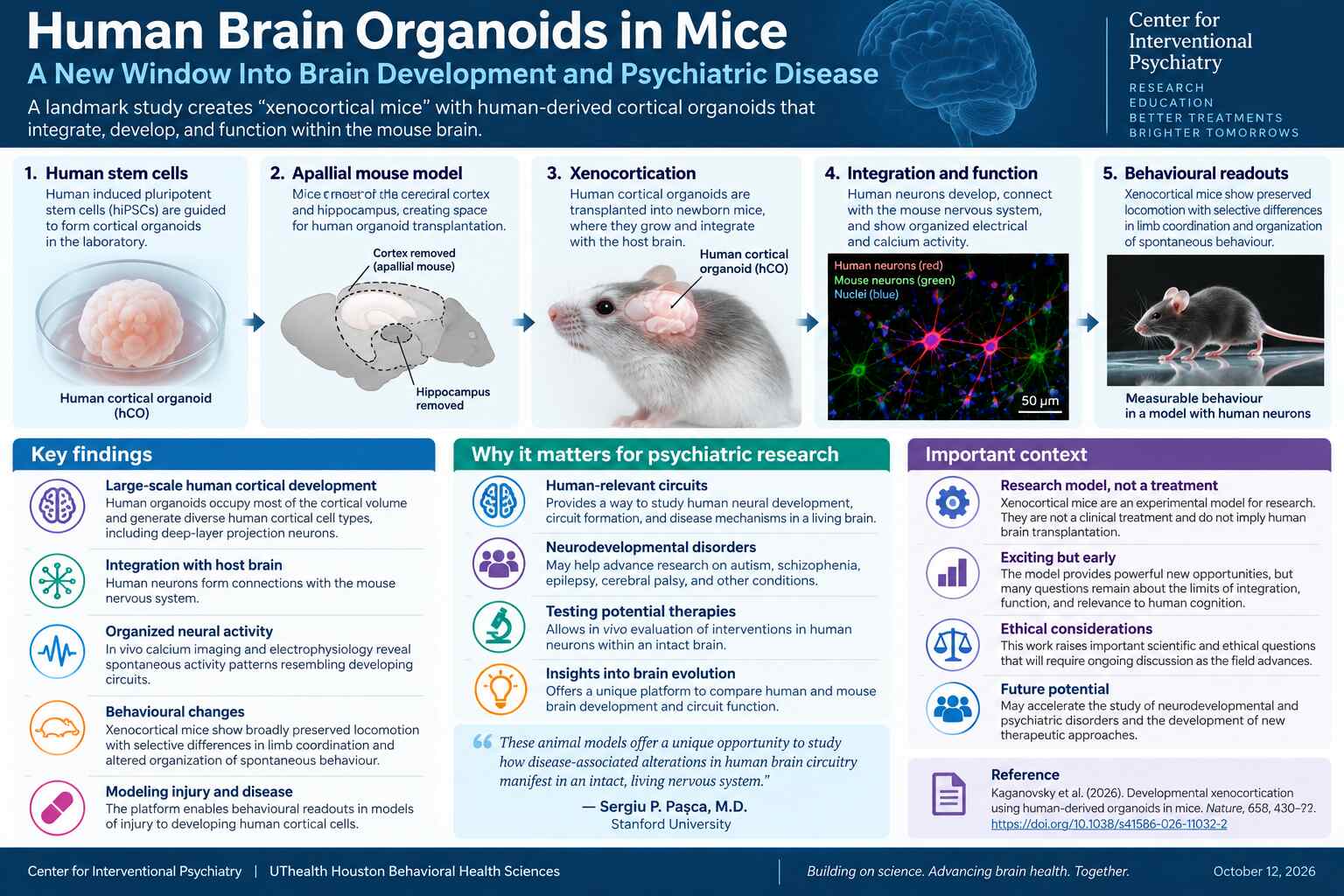 inforgraphic for Human Brain Organoids in Mice: A New Window Into Brain Development and Psychiatric Disease