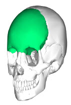 Frontal Bone