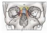 Nasal