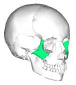Zygomatic Maxillary Complex