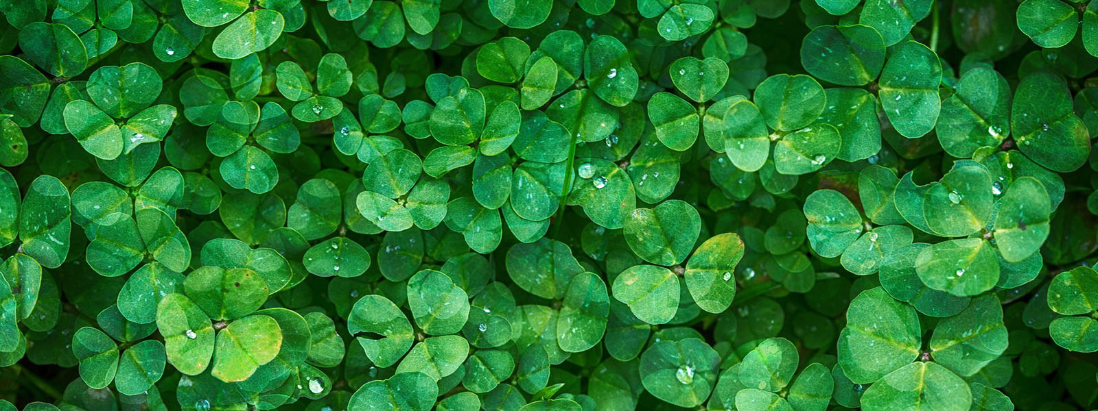 Photo of Clovers
