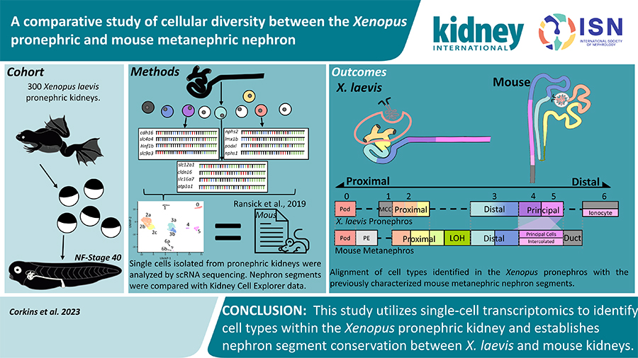 Xenopus Kidney Research