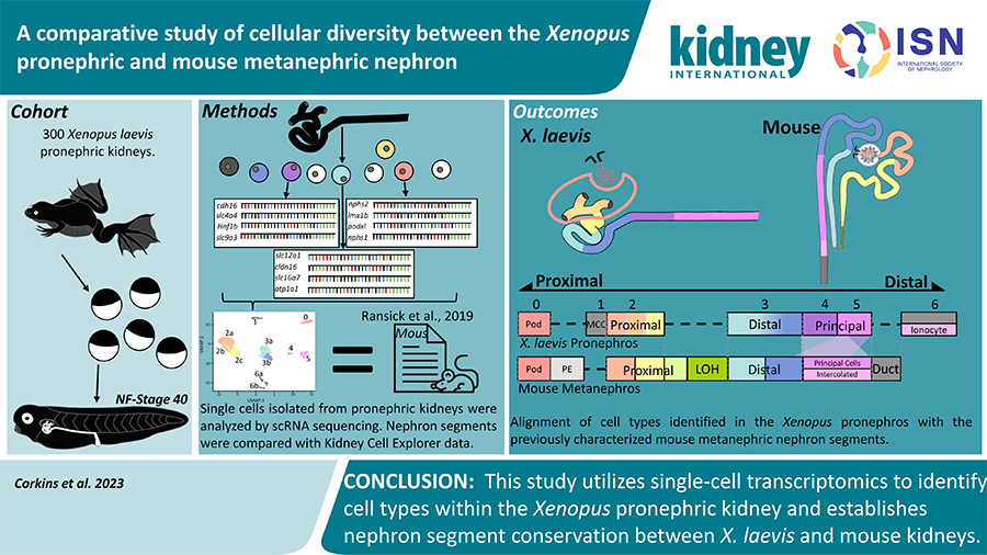 research on kidney