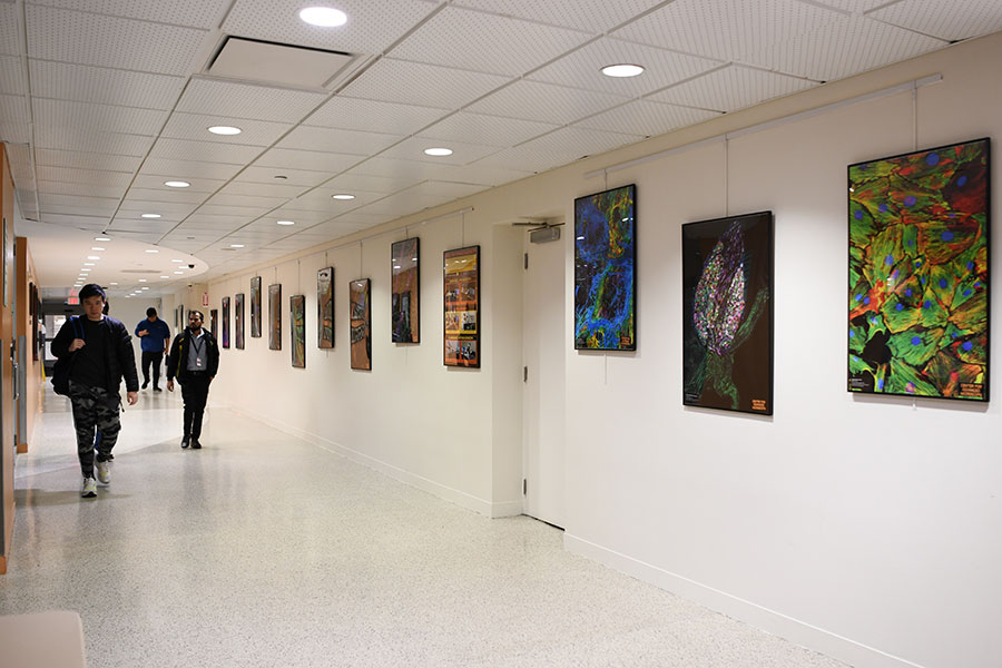 Art Wall Features Center for Advanced Microscopy