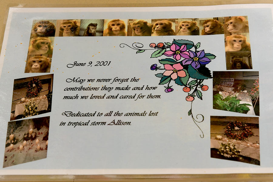 A memoriam for those lost during tropical storm Allison
