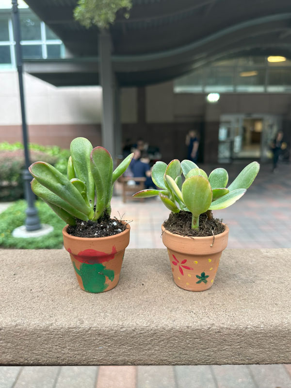 Plants from the student wellness fair