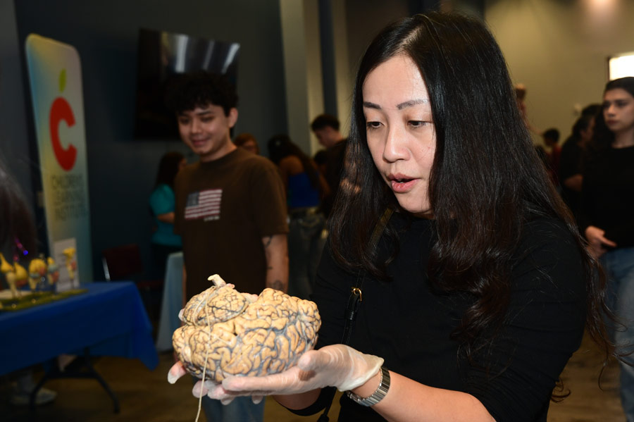 A woman looks on in amazement at a model of a brain