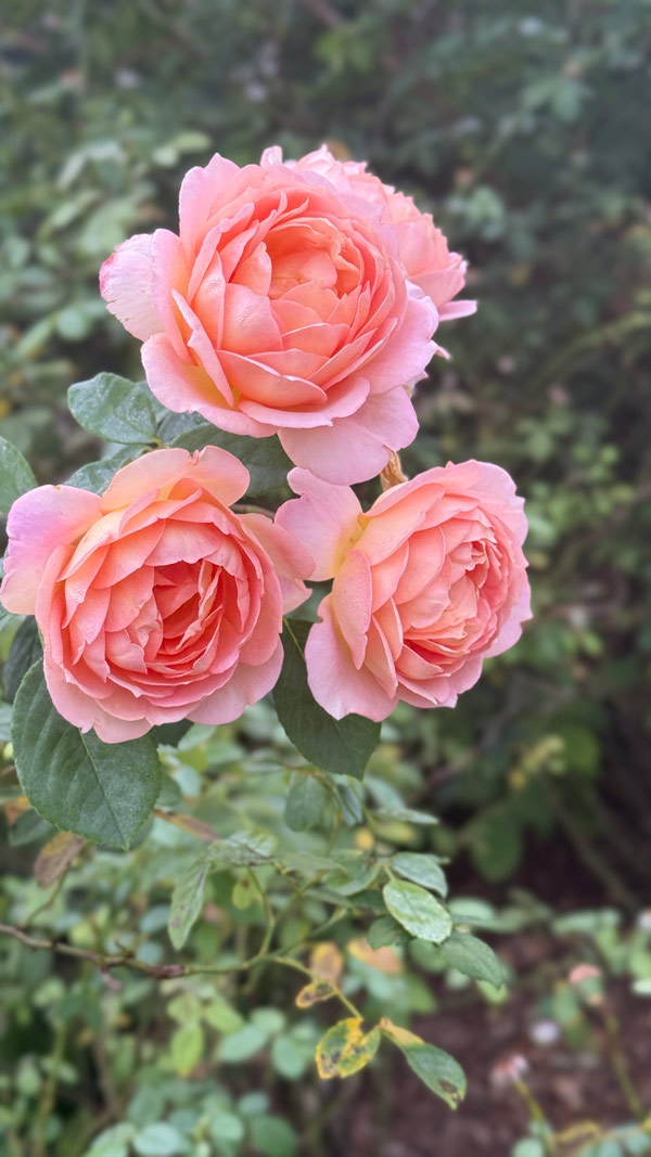 Three pink roses are in full bloom over a green lush backdrop.